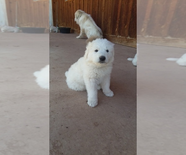 Medium Photo #2 Great Pyrenees Puppy For Sale in MONTICELLO, UT, USA
