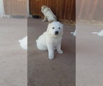 Small Photo #2 Great Pyrenees Puppy For Sale in MONTICELLO, UT, USA