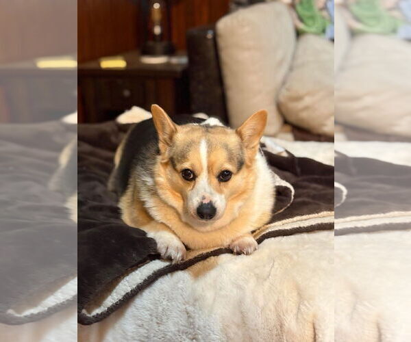 Medium Photo #4 Pembroke Welsh Corgi Puppy For Sale in Denver , CO, USA