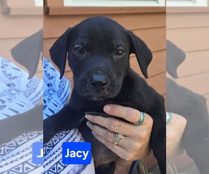 Labrador Retriever-Unknown Mix Dogs for adoption in Alexander, AR, USA