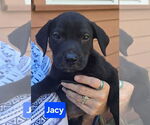 Small Labrador Retriever Mix