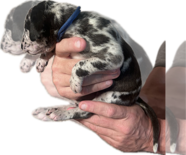 Medium Photo #25 Great Dane Puppy For Sale in WILLIS, TX, USA