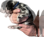 Small Photo #25 Great Dane Puppy For Sale in WILLIS, TX, USA
