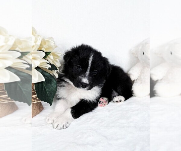 Medium Photo #1 Border Collie Puppy For Sale in STRAFFORD, MO, USA