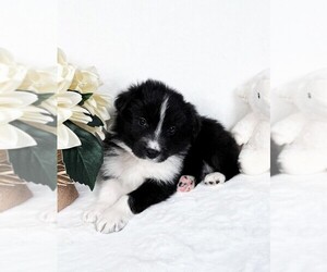 Medium Border Collie