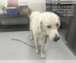 Small Great Pyrenees