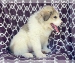 Small Photo #5 Great Pyrenees Puppy For Sale in LAKELAND, FL, USA