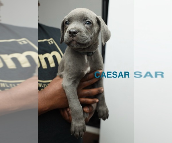 Medium Photo #7 Cane Corso Puppy For Sale in PHILADELPHIA, PA, USA