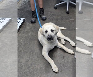 Anatolian Pyrenees Dogs for adoption in Evansville, IN, USA