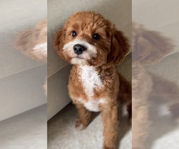 Medium Photo #1 Poovanese Puppy For Sale in LAKESIDE, CA, USA