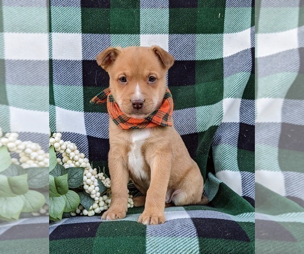 Medium Photo #2 American Bulldog-Border Collie Mix Puppy For Sale in LINCOLN UNIVERSITY, PA, USA