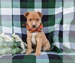 Small Photo #2 American Bulldog-Border Collie Mix Puppy For Sale in LINCOLN UNIVERSITY, PA, USA