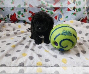 Yorkshire Terrier Puppy for sale in WATERLOO, IA, USA