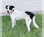 Small Spaniel Mix