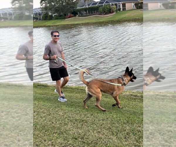 Medium Photo #2 German Shepherd Dog-Unknown Mix Puppy For Sale in Imlay City, MI, USA