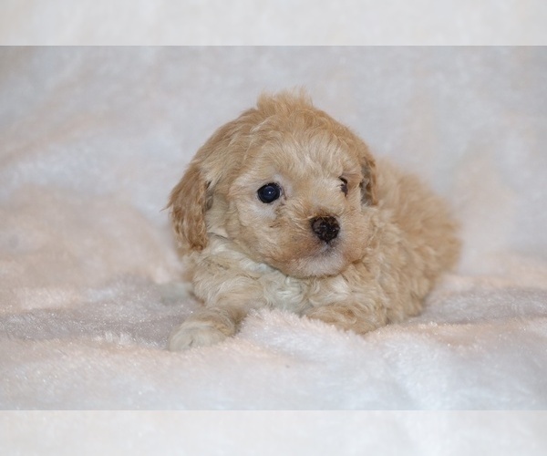 Medium Photo #7 Poodle (Toy) Puppy For Sale in DYERSBURG, TN, USA