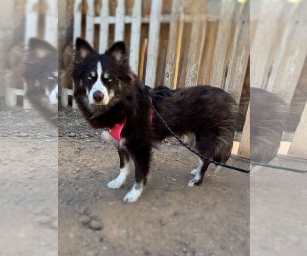 Medium Photo #2 Pomsky Puppy For Sale in Phoenix, AZ, USA