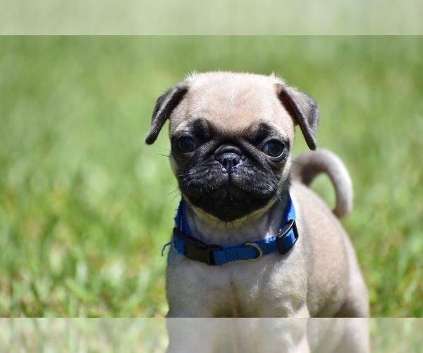 Medium Photo #4 Pug Puppy For Sale in PALM COAST, FL, USA