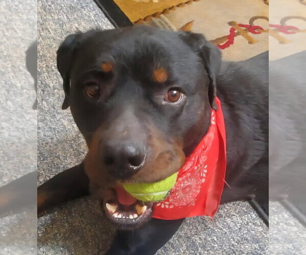 Medium Photo #1 Rottweiler Puppy For Sale in Hillsboro, NH, USA