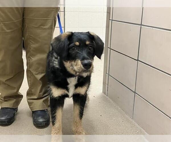 Medium Photo #1 German Shepherd Dog-Unknown Mix Puppy For Sale in Fort Wayne, IN, USA