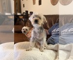 Small Photo #1 Yorkshire Terrier Puppy For Sale in WOODBRIDGE, VA, USA