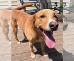 Small Photo #12 Labrenees Puppy For Sale in Techny, IL, USA