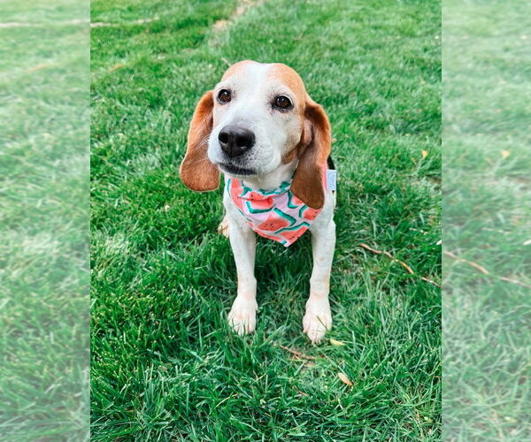 Medium Photo #7 Beagle Puppy For Sale in Evansville, IN, USA