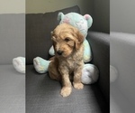 Small Photo #11 Goldendoodle Puppy For Sale in PITTSBURG, CA, USA