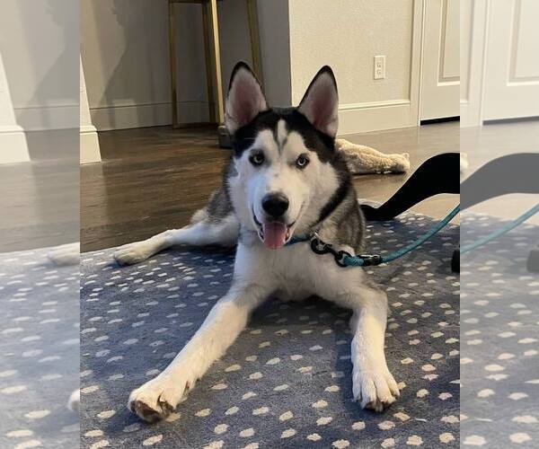 Medium Photo #4 Siberian Husky Puppy For Sale in Carrollton, TX, USA