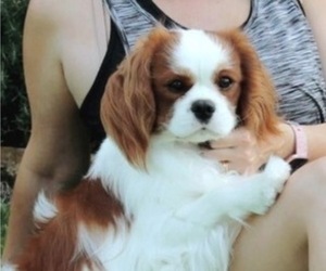 Father of the Cavalier King Charles Spaniel puppies born on 10/07/2023