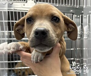 Black Mouth Cur-Dachshund Mix Dogs for adoption in Washington, DC, USA