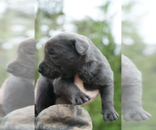 Medium Photo #2 Labrador Retriever Puppy For Sale in GREENEVILLE, TN, USA