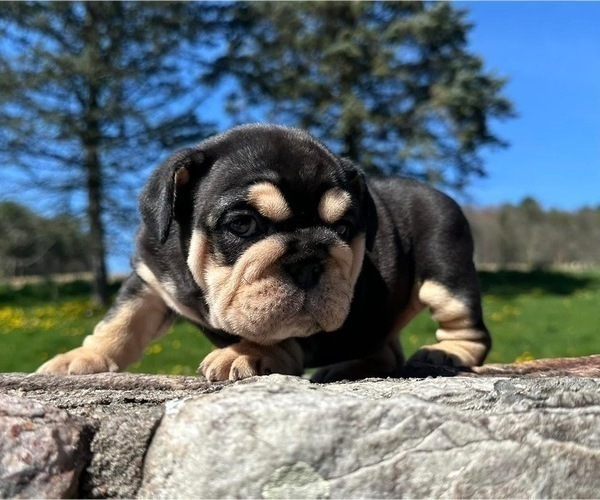 Medium Photo #7 English Bulldog Puppy For Sale in EMPIRE STATE, NY, USA