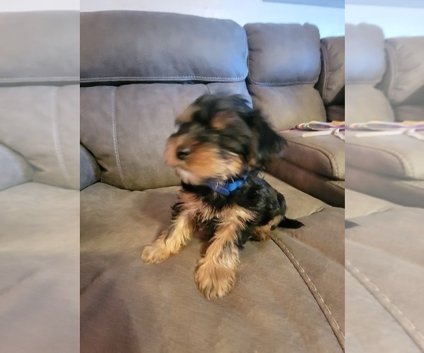 Medium Photo #10 Yorkshire Terrier Puppy For Sale in NORTHGLENN, CO, USA