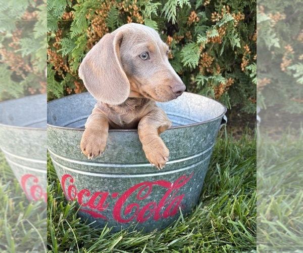 Medium Photo #5 Dachshund Puppy For Sale in MIDDLEBURY, IN, USA