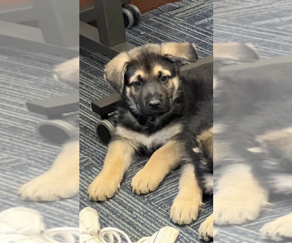 Medium Photo #1 German Shepherd Dog Puppy For Sale in GOLDSBORO, NC, USA