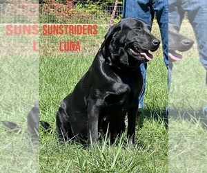 Mother of the Labrador Retriever puppies born on 09/26/2026