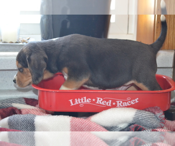 Medium Photo #12 Jug Puppy For Sale in GREENWOOD, WI, USA