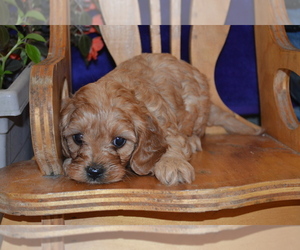 Medium Cavapoo