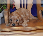 Puppy Addie Cavapoo