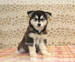 Pomsky Puppy for sale in DENVER, PA, USA