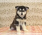 Small Pomsky