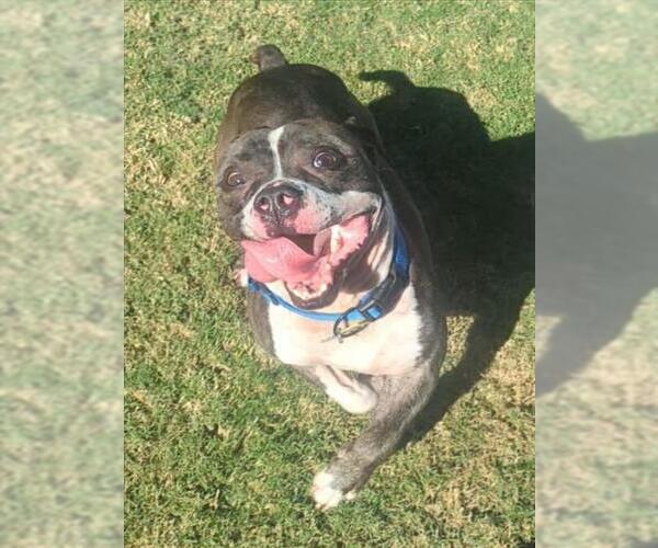 Medium Photo #2 American Pit Bull Terrier-Unknown Mix Puppy For Sale in Plano, TX, USA
