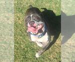 Small #1 American Pit Bull Terrier Mix