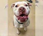 Small American Pit Bull Terrier
