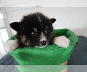 Pomsky Puppy for sale in FORT WAYNE, IN, USA