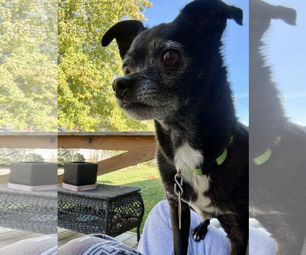 Medium Photo #6 Chihuahua Puppy For Sale in Sandy, UT, USA