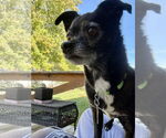 Small #5 Chihuahua