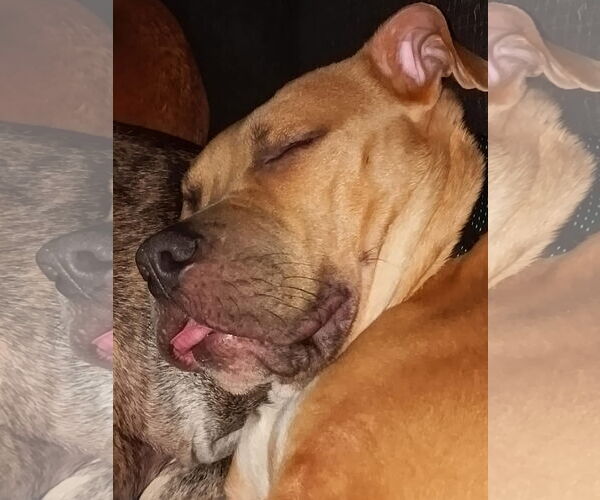 Medium Photo #4 American Pit Bull Terrier-Unknown Mix Puppy For Sale in Germantown, OH, USA