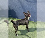 Small #2 Mutt